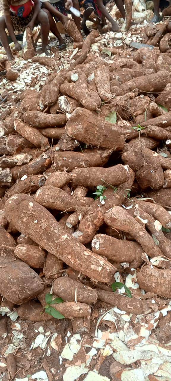 Freshly harvested cassava roots